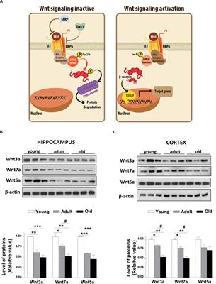 Wnt Signaling Pathway Dysregulation in the Aging Brain: Lessons From the Octodon degus